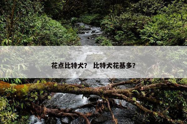 花点比特犬？ 比特犬花基多？