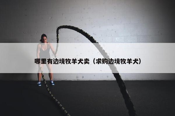 哪里有边境牧羊犬卖（求购边境牧羊犬）