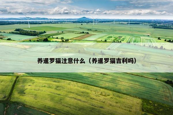 养暹罗猫注意什么（养暹罗猫吉利吗）