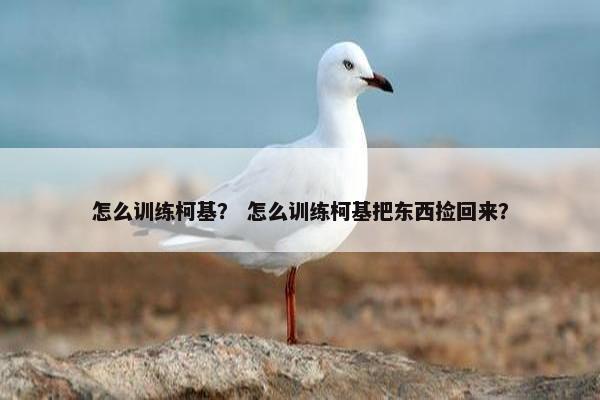 怎么训练柯基？ 怎么训练柯基把东西捡回来？