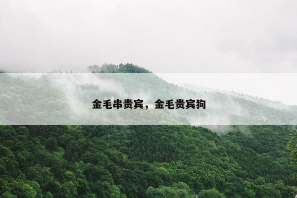 金毛串贵宾，金毛贵宾狗