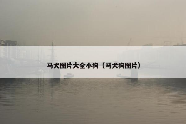 马犬图片大全小狗（马犬狗图片）