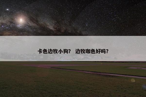 卡色边牧小狗？ 边牧咖色好吗？