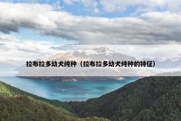 拉布拉多幼犬纯种（拉布拉多幼犬纯种的特征）