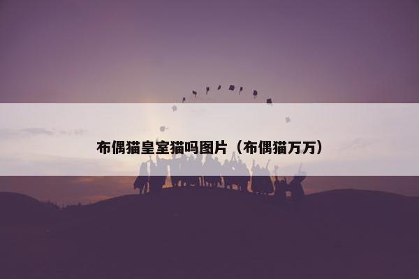 布偶猫皇室猫吗图片（布偶猫万万）