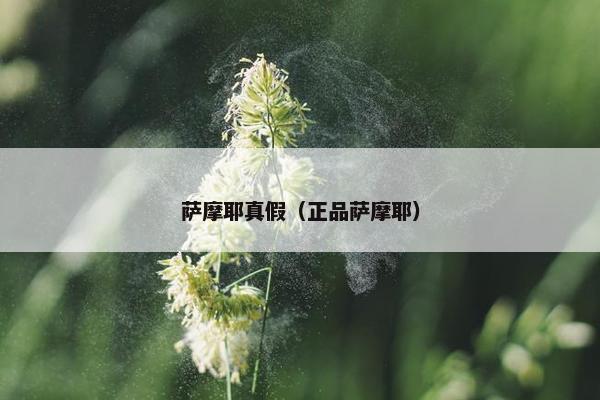 萨摩耶真假（正品萨摩耶）