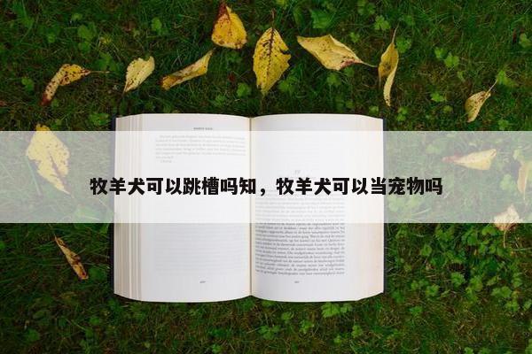 牧羊犬可以跳槽吗知，牧羊犬可以当宠物吗