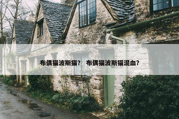 布偶猫波斯猫？ 布偶猫波斯猫混血？
