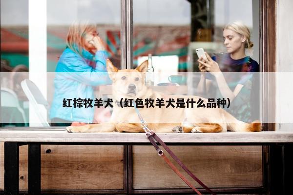 红棕牧羊犬（红色牧羊犬是什么品种）