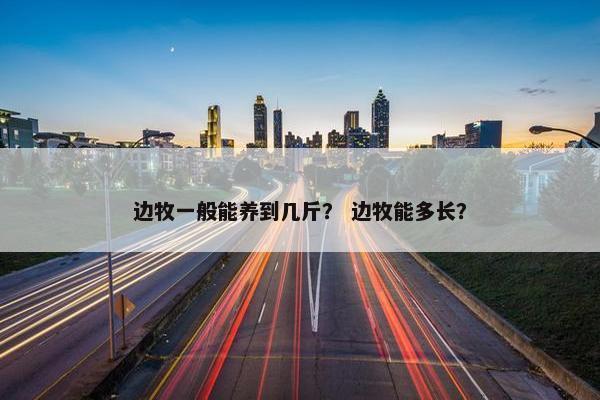 边牧一般能养到几斤？ 边牧能多长？