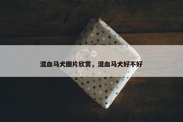 混血马犬图片欣赏，混血马犬好不好