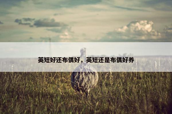 英短好还布偶好，英短还是布偶好养