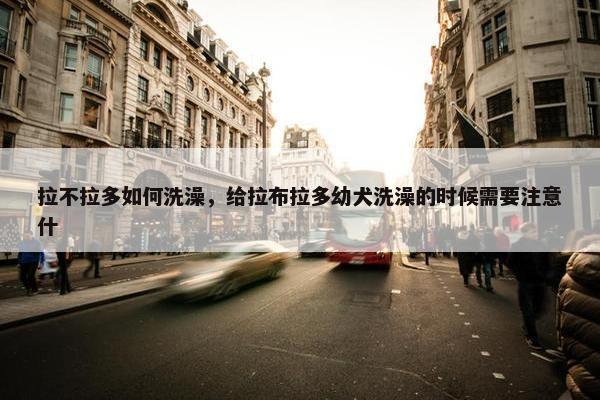 拉不拉多如何洗澡，给拉布拉多幼犬洗澡的时候需要注意什