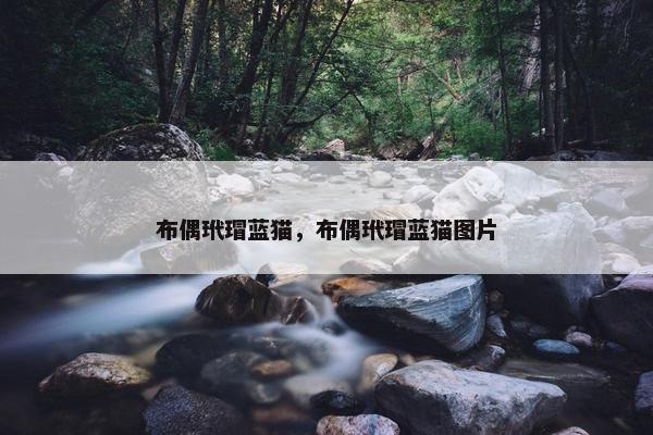 布偶玳瑁蓝猫，布偶玳瑁蓝猫图片