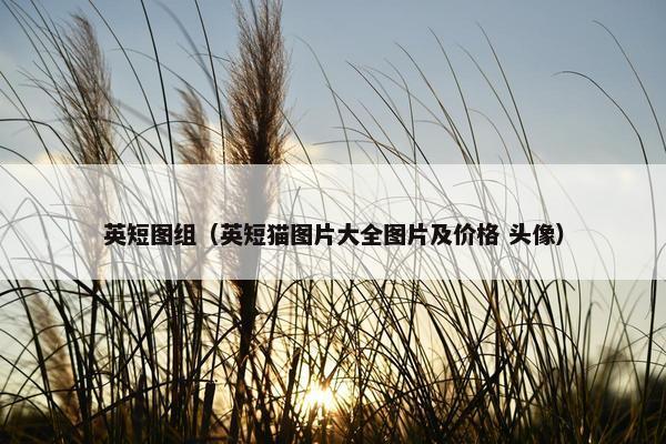 英短图组（英短猫图片大全图片及价格 头像）
