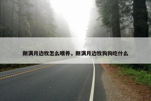 刚满月边牧怎么喂养，刚满月边牧狗狗吃什么