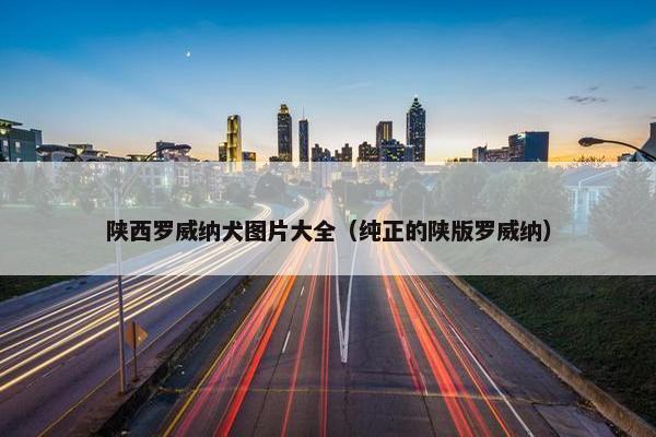 陕西罗威纳犬图片大全（纯正的陕版罗威纳）