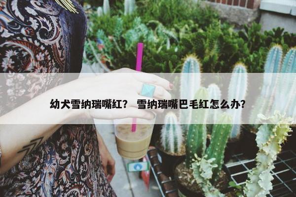 幼犬雪纳瑞嘴红？ 雪纳瑞嘴巴毛红怎么办？