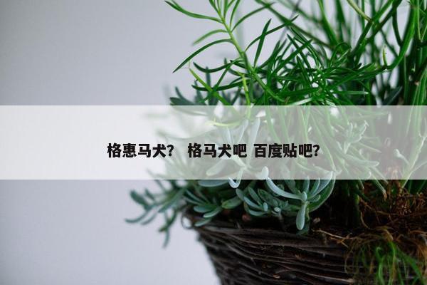 格惠马犬？ 格马犬吧 百度贴吧？