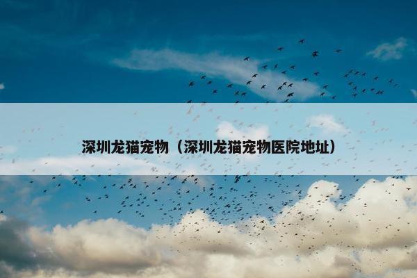 深圳龙猫宠物（深圳龙猫宠物医院地址）
