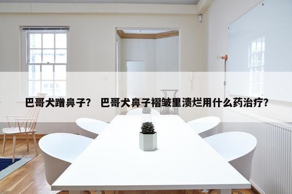 巴哥犬蹭鼻子？ 巴哥犬鼻子褶皱里溃烂用什么药治疗？
