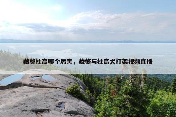 藏獒杜高哪个厉害，藏獒与杜高犬打架视频直播