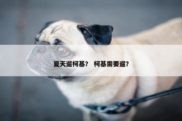 夏天遛柯基？ 柯基需要遛？