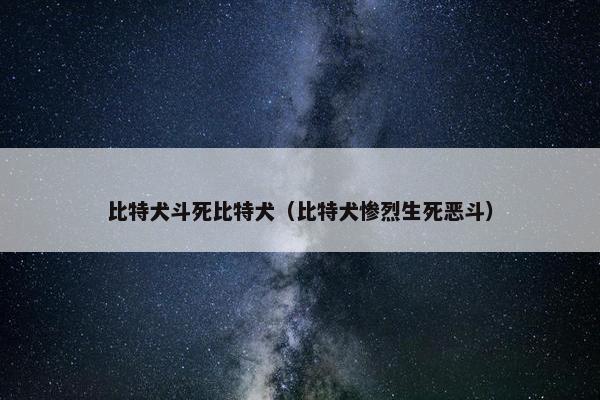 比特犬斗死比特犬（比特犬惨烈生死恶斗）