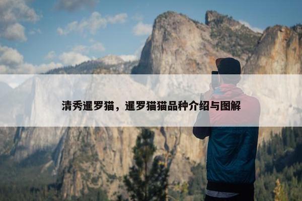 清秀暹罗猫，暹罗猫猫品种介绍与图解