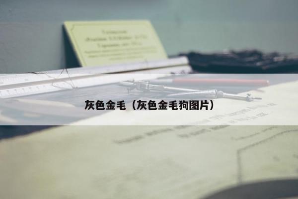 灰色金毛（灰色金毛狗图片）