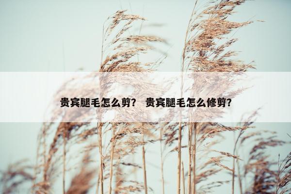 贵宾腿毛怎么剪？ 贵宾腿毛怎么修剪？