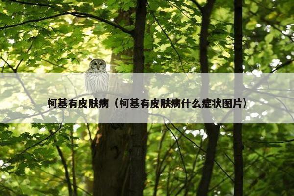 柯基有皮肤病（柯基有皮肤病什么症状图片）