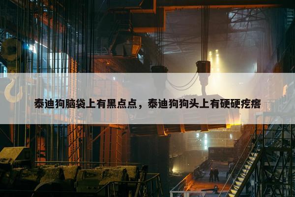 泰迪狗脑袋上有黑点点，泰迪狗狗头上有硬硬疙瘩