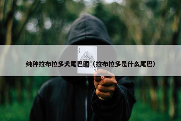 纯种拉布拉多犬尾巴图（拉布拉多是什么尾巴）