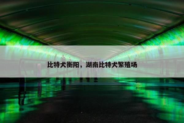 比特犬衡阳，湖南比特犬繁殖场