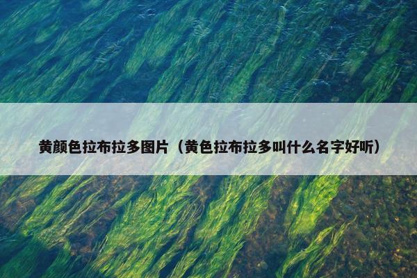 黄颜色拉布拉多图片（黄色拉布拉多叫什么名字好听）