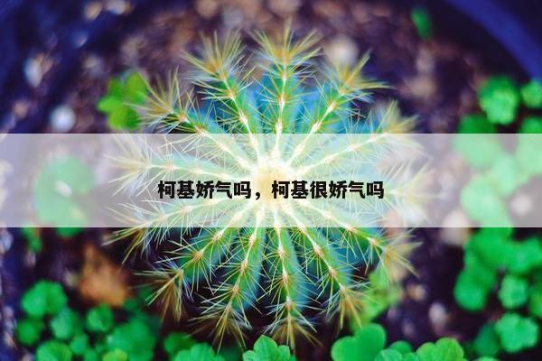 柯基娇气吗，柯基很娇气吗