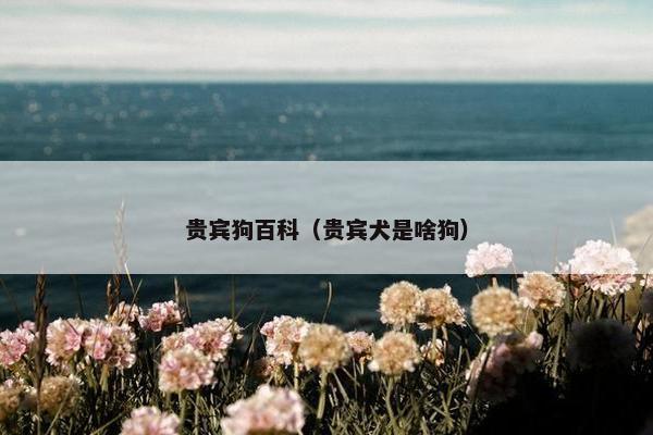 贵宾狗百科（贵宾犬是啥狗）