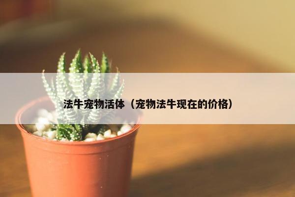 法牛宠物活体（宠物法牛现在的价格）