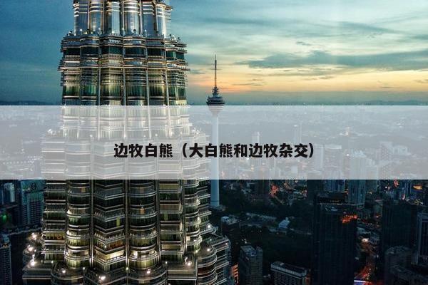 边牧白熊（大白熊和边牧杂交）