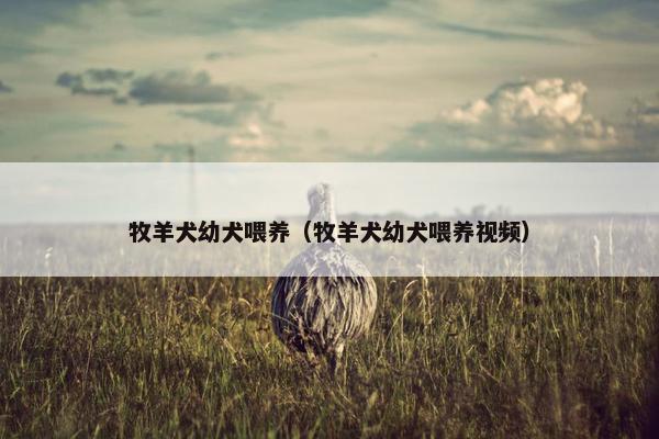 牧羊犬幼犬喂养（牧羊犬幼犬喂养视频）