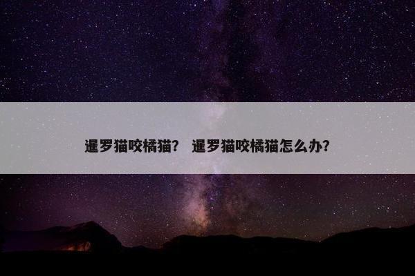暹罗猫咬橘猫？ 暹罗猫咬橘猫怎么办？