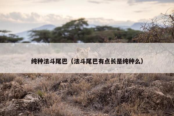 纯种法斗尾巴（法斗尾巴有点长是纯种么）