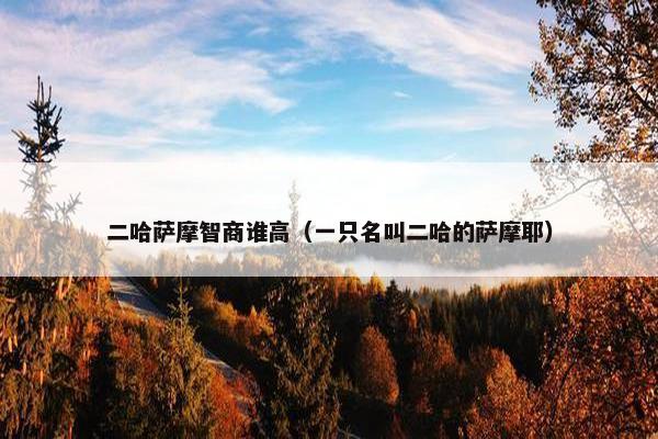 二哈萨摩智商谁高（一只名叫二哈的萨摩耶）