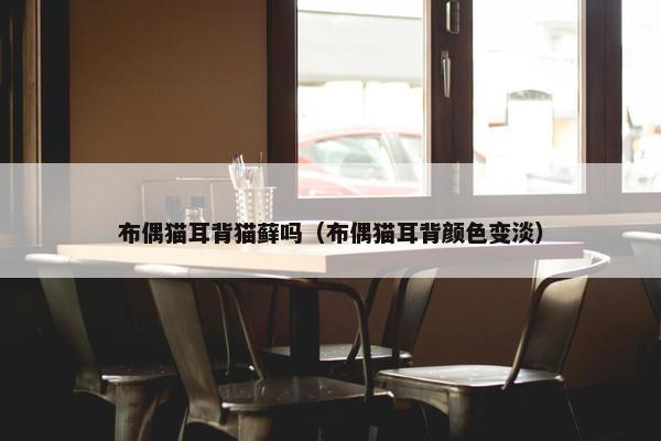 布偶猫耳背猫藓吗（布偶猫耳背颜色变淡）
