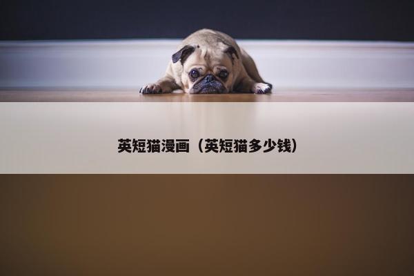 英短猫漫画（英短猫多少钱）