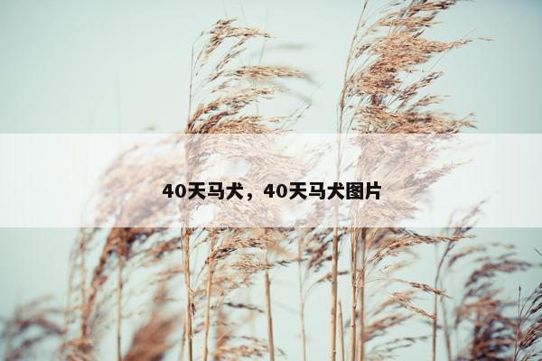 40天马犬，40天马犬图片