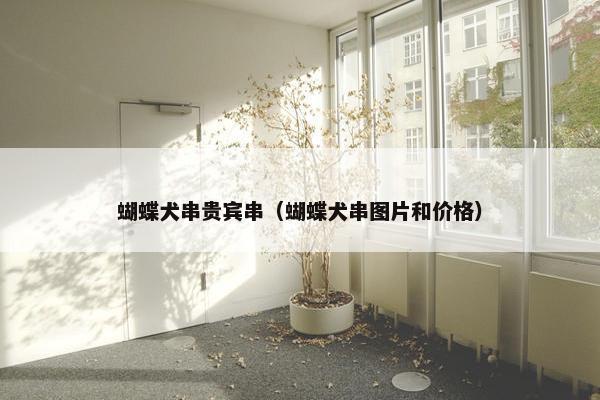 蝴蝶犬串贵宾串（蝴蝶犬串图片和价格）