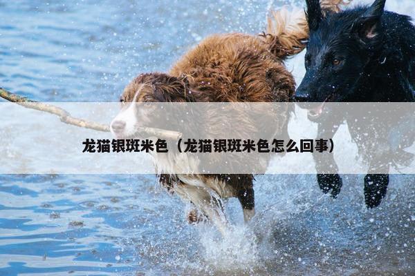 龙猫银斑米色（龙猫银斑米色怎么回事）