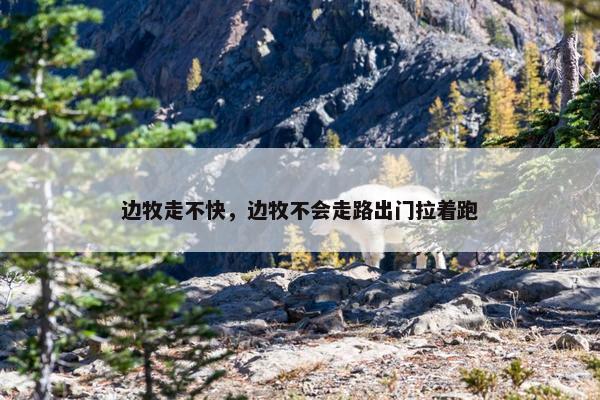 边牧走不快，边牧不会走路出门拉着跑
